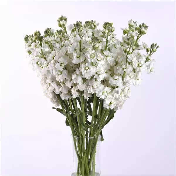 MATTHIOLA, KATZ Hi Double WHITE, 100 semien